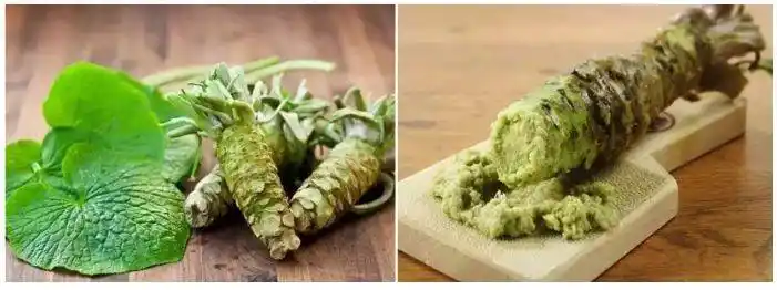 日本料理中的绿芥末(照片来源:维尔画廊) 你吃的芥末其实是辣根?