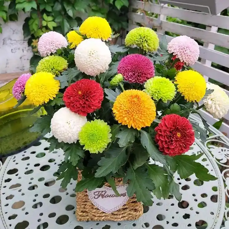 这盆乒乓菊真的太美了,颜色鲜艳多彩,每天看着它都能让我心情愉 - 抖