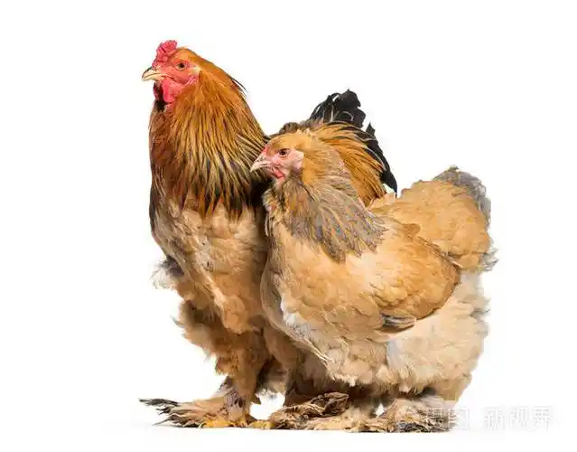 婆罗门母鸡和公鸡站在白色背景下