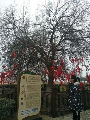 到九龙口看看出名的五谷树