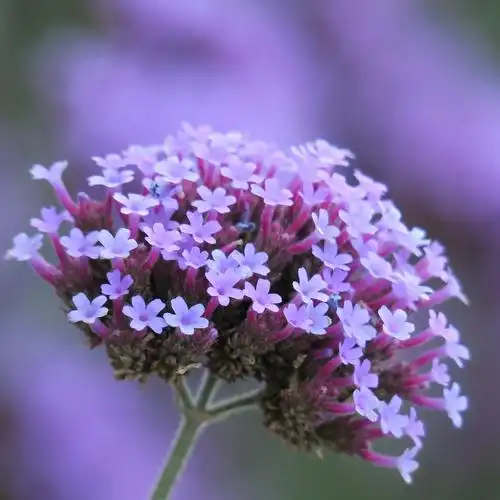 紫色的马鞭草花
