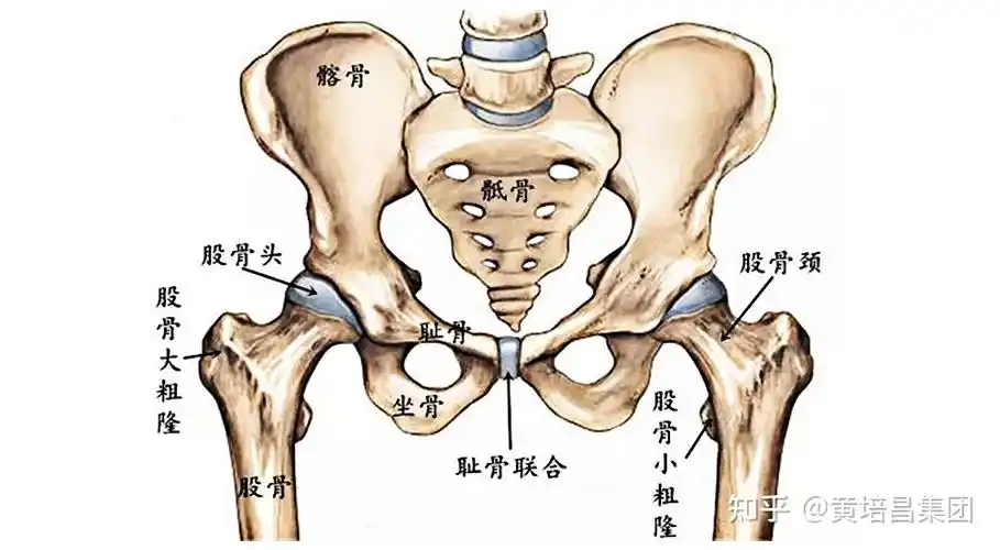 产后骨盆修复的重要性