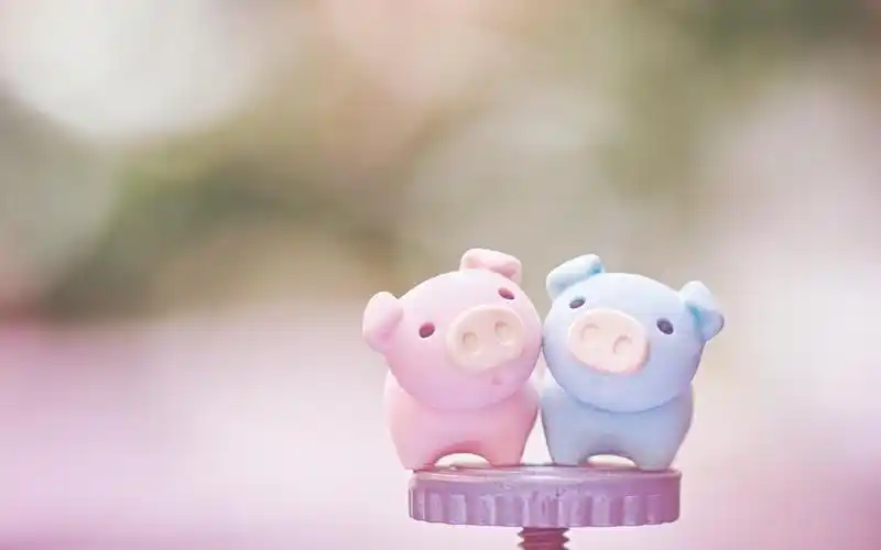 你见到我的小猪了吗