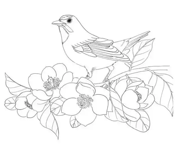 黑白花鸟线描100例(第七篇)