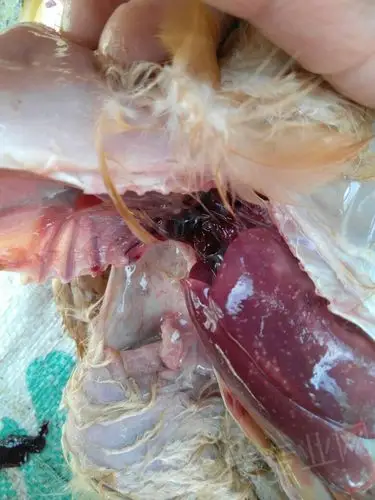 90多天散养土鸡肝脏有白点