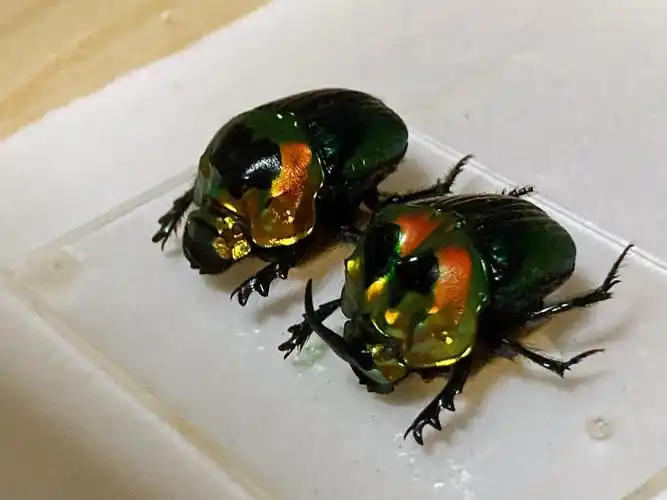 彩虹帝王粪金龟sulcophanaeus imperator_高清图集_新浪网