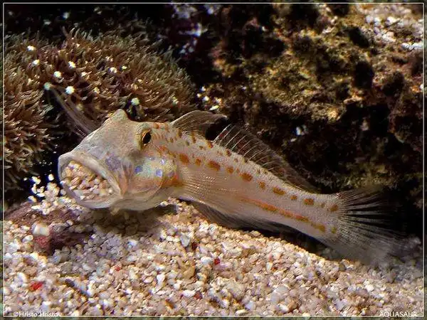 根据网上搜索的视频  ,    应为     鰕虎鱼        鰕虎鱼科