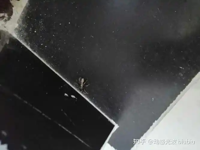 还是害怕 很难踩死,下面是踩了很多下后,黑色幽默透明