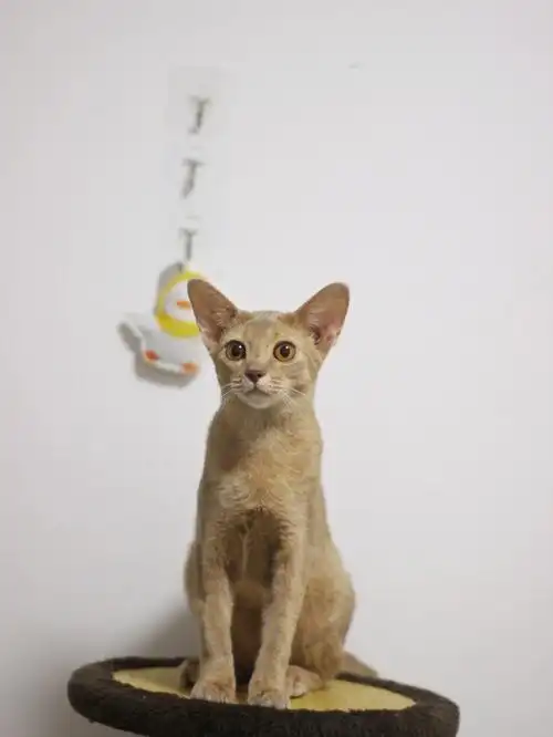 豆豆可爱系列小鹿色阿比西尼亚猫
