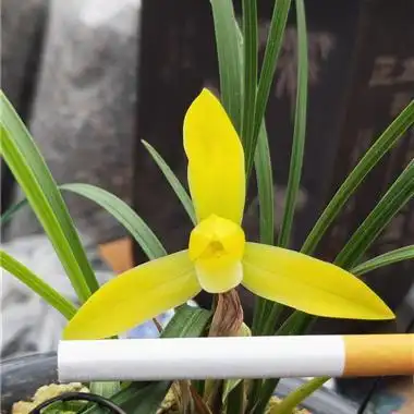 玉皇大帝(引种苗) - 中国兰花交易网