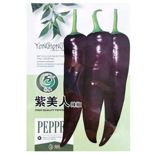 醉春木永红紫美人辣椒种子 中早熟外皮接近黑紫色光亮美观高产辣椒籽