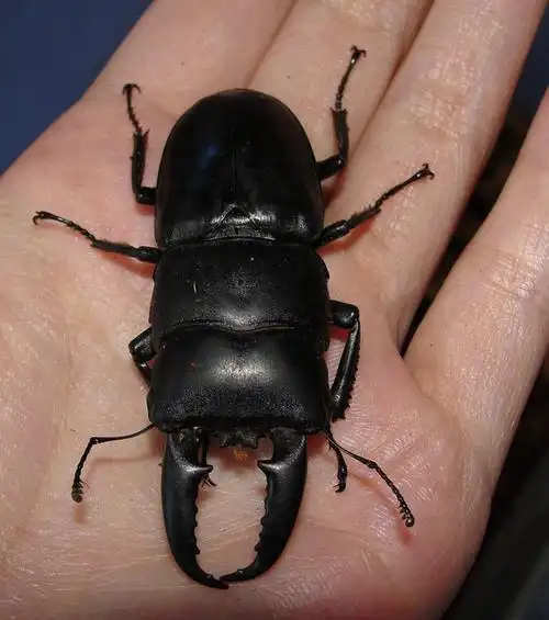 展开全部 锹甲,这只是公的. 向左转  向右转