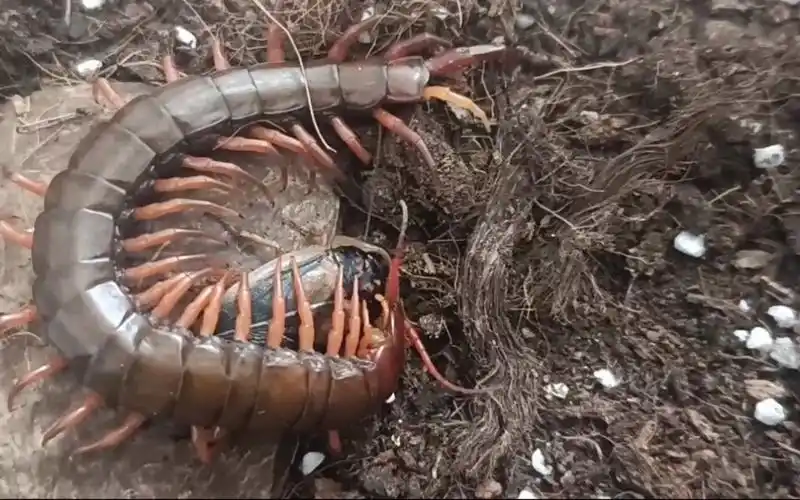 野采的多棘蜈蚣捕食猛滴很