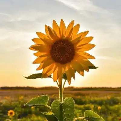 高清向日葵头像图片高清图片_微信头像_头像控