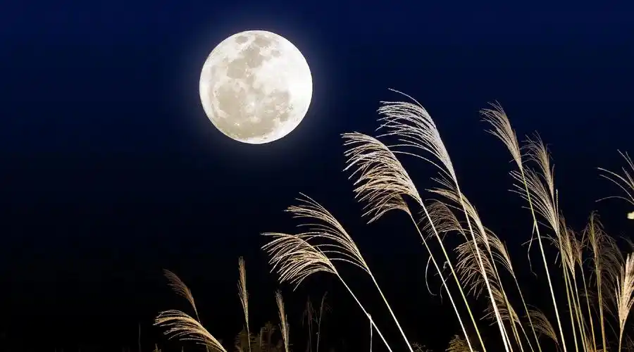 十五的月亮成语(十五的月亮成语有哪些)