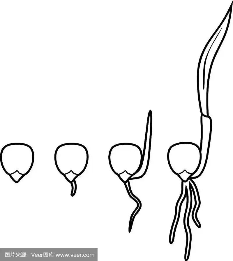 用在白色背景上分离的玉米种子连续发芽期的着色页