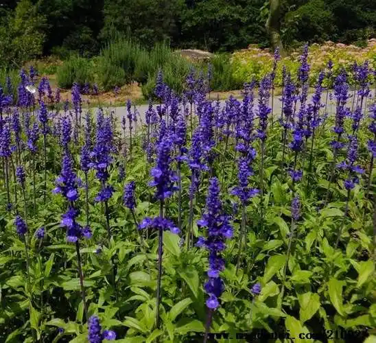辽宁地被鼠尾草_信誉好的地被鼠尾草厂商