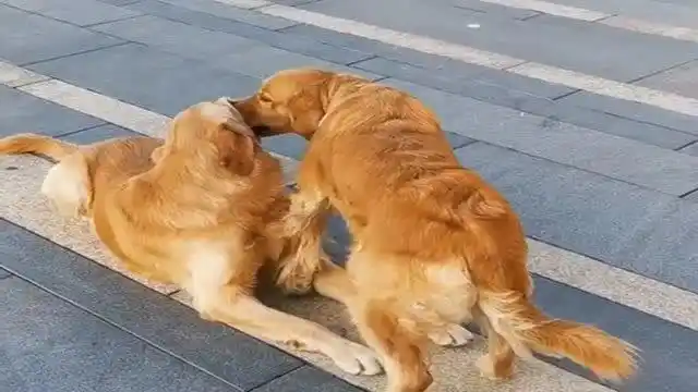 金毛夫妻当众秀恩爱,土狗实在看不下去了,竟然这样做!