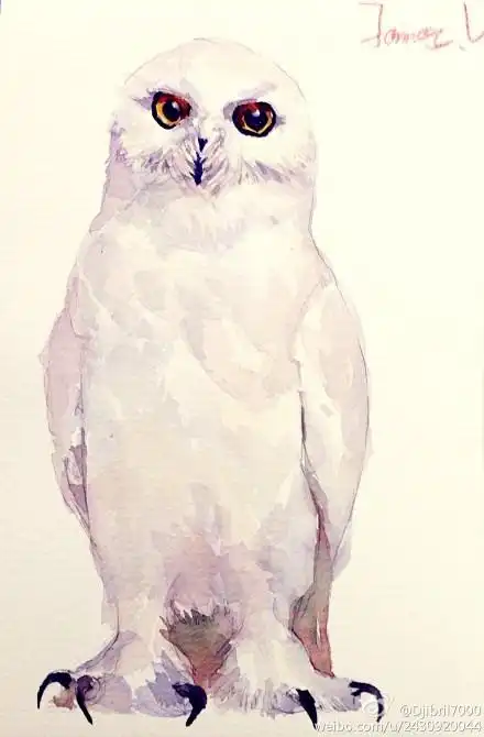 第4期水彩插画全日班课程示范——雪鸮的水彩上色步骤