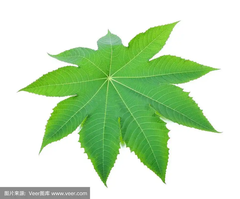 蓖麻叶在白色的背景