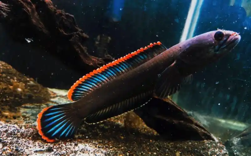 火背雷龙接食_哔哩哔哩 (゜-゜)つロ 干杯~-bilibili