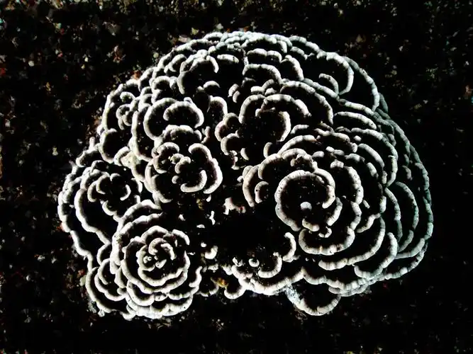 我家花盆里的枯树根里也长出类似这种东西,但是还