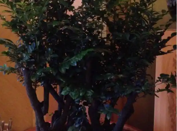 小叶紫檀开花结果十分不易, 把它养好必须要知道这些哦!