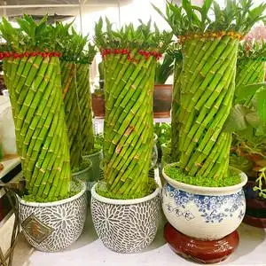 步步高花卉盆栽节节高