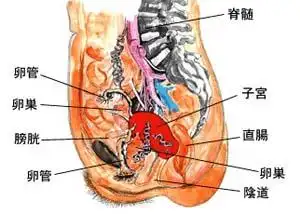 子宫动脉栓塞术后多久可以怀孕