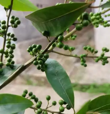 野生新鲜山胡椒果山苍子木姜子湖南江华