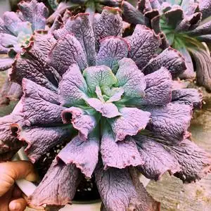 墨墨园艺卷叶男爵包菜系贵货新品艾特娜多肉植物萌肉肉室内桌面