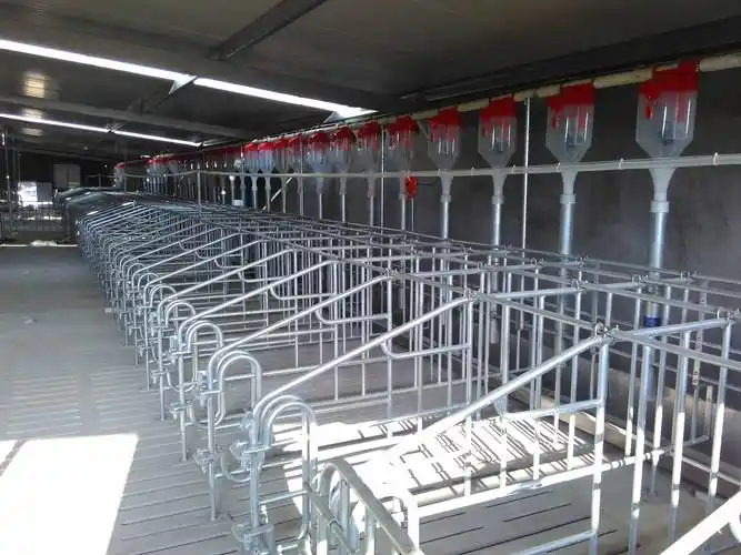 猪场建设:母猪舍设计,该"头对头"还是"尾对尾"?