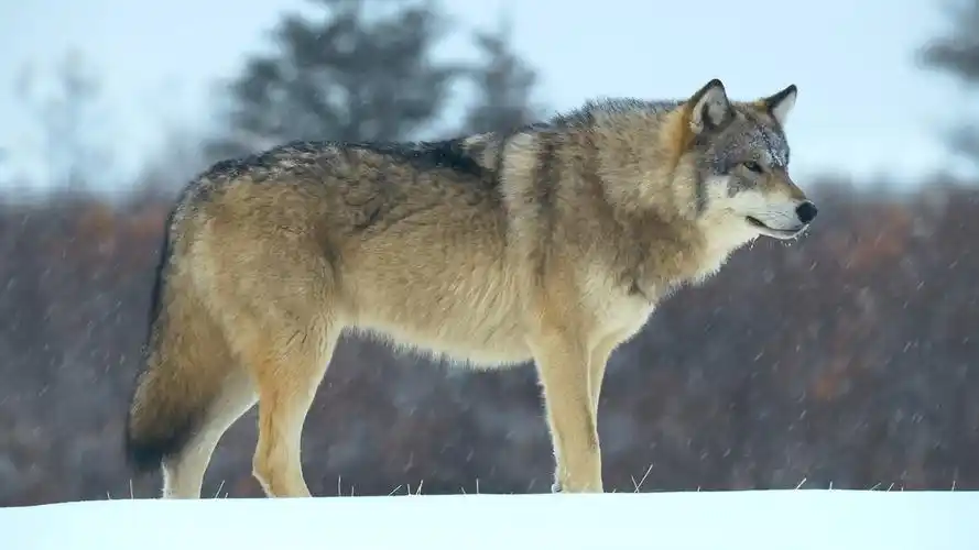 研究员潜入狼群13年,终于找到答案_狼王_猎物_繁殖