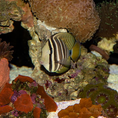 大帆吊珍珠大帆吊三角吊紫纹吊食藻海水鱼活体海水缸检疫秒颗粒