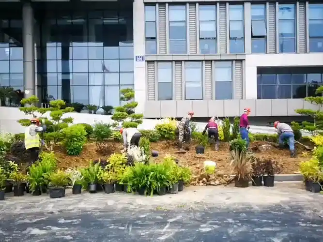 政府门口绿化