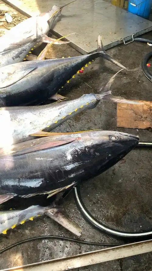 海捕黄鳍金枪鱼1518一斤