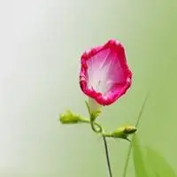 淡泊宁静头像_微信头像图片大全