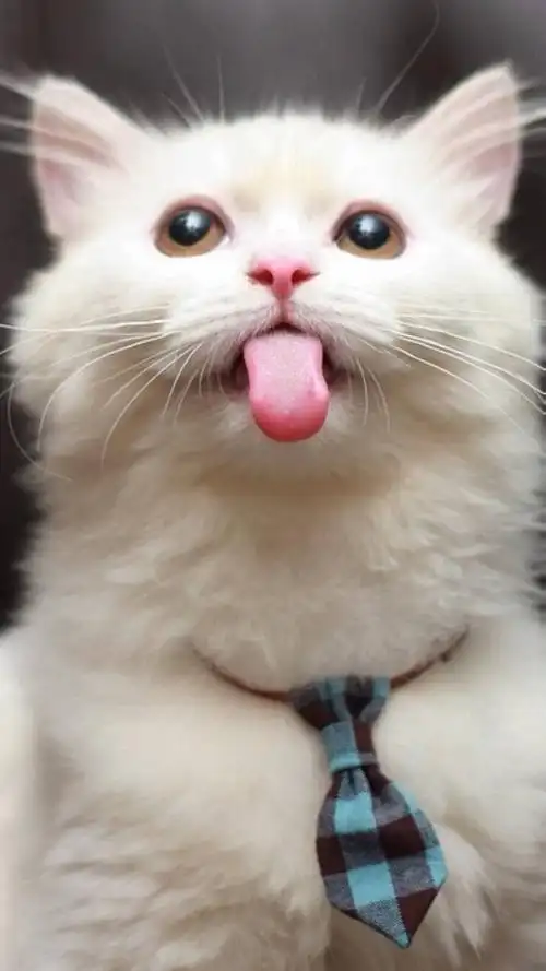 可爱白色萌猫吐舌头