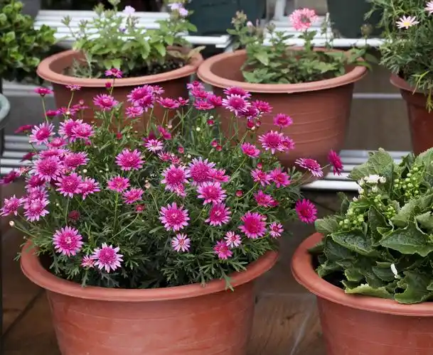 我的花园集之四十九——玫红色玛格丽特