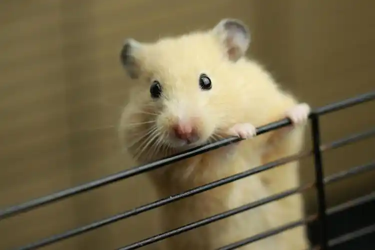 十大萌宠之金丝熊,小心被萌翻欧.