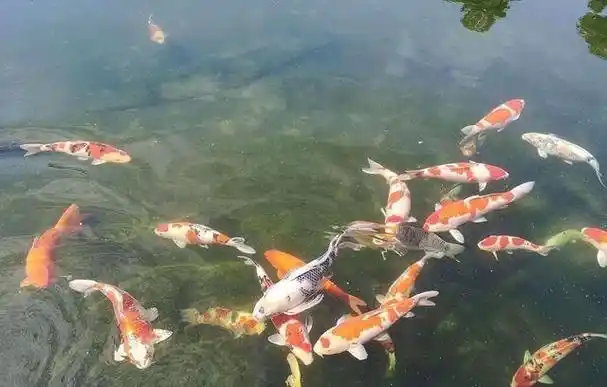 2020年,男子在溪边捡到一只"小乌龟",好友的话让他立即报警