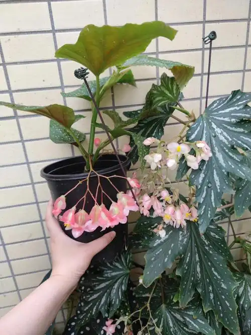 银星秋海棠的花这么大吗