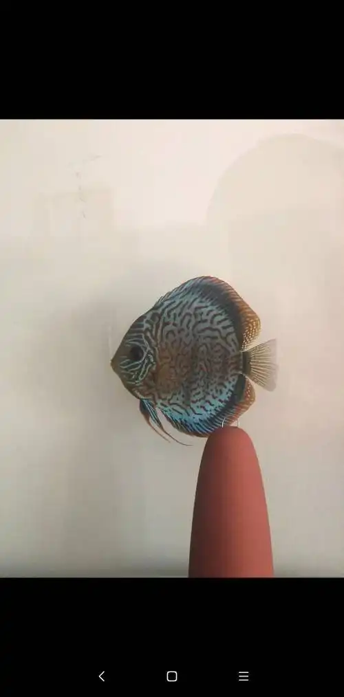 代友出蓝松石七彩神仙鱼