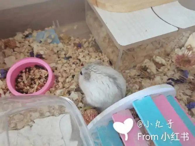 仓鼠宝宝找家长啦╮6107ω6106╭