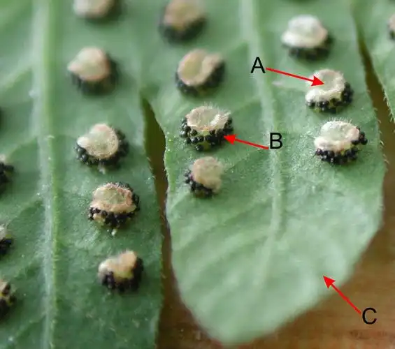 蕨类孢子囊zooming