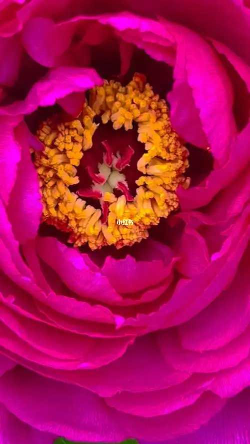 牡丹的花蕊有多美