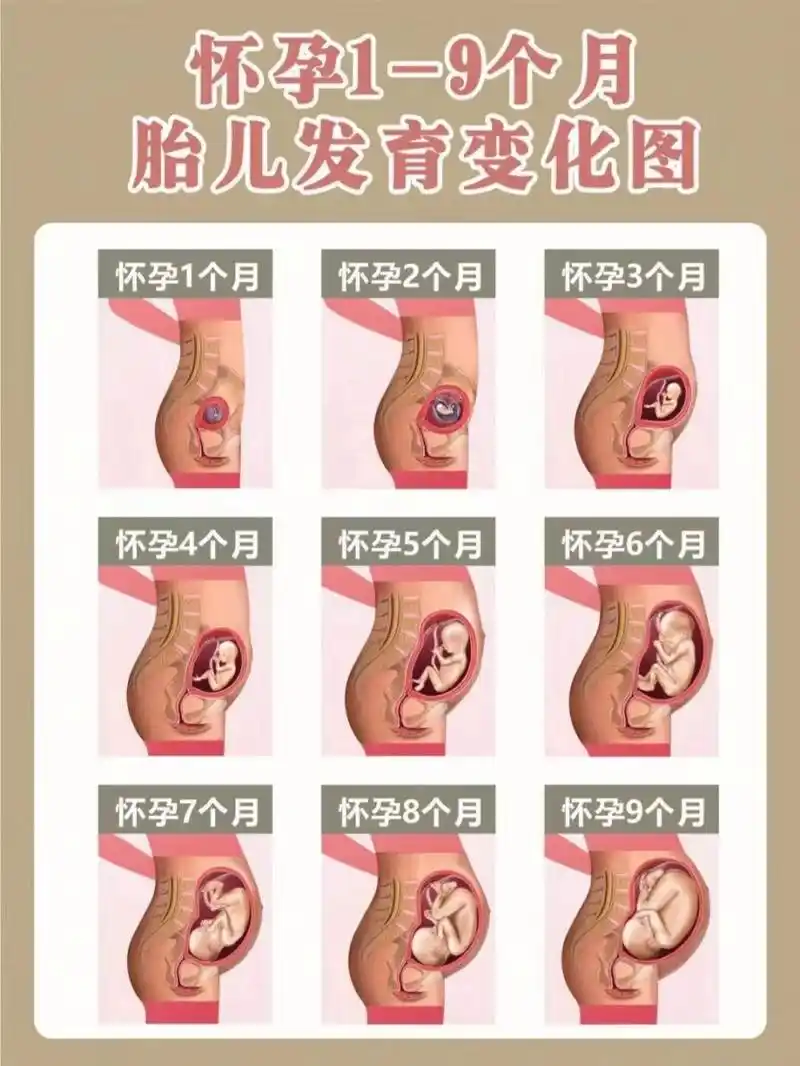 分享介绍了怀孕1-9月肚子变化图大家一起来看看吧