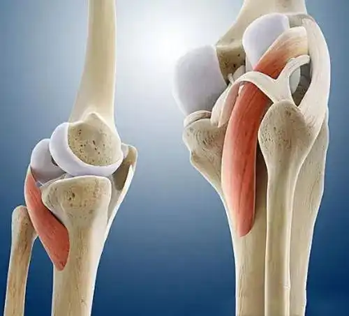 大医府康复中心——膝关节解剖