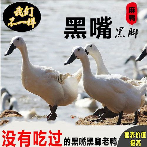 【正宗炖汤黑嘴麻鸭】散养黑嘴鸭子水鸭旱鸭麻鸭笨鸭新鲜土鸭