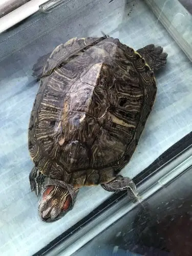 龟身上有白絮状东西 这是怎么了 哪位明白的麻烦告知一二?